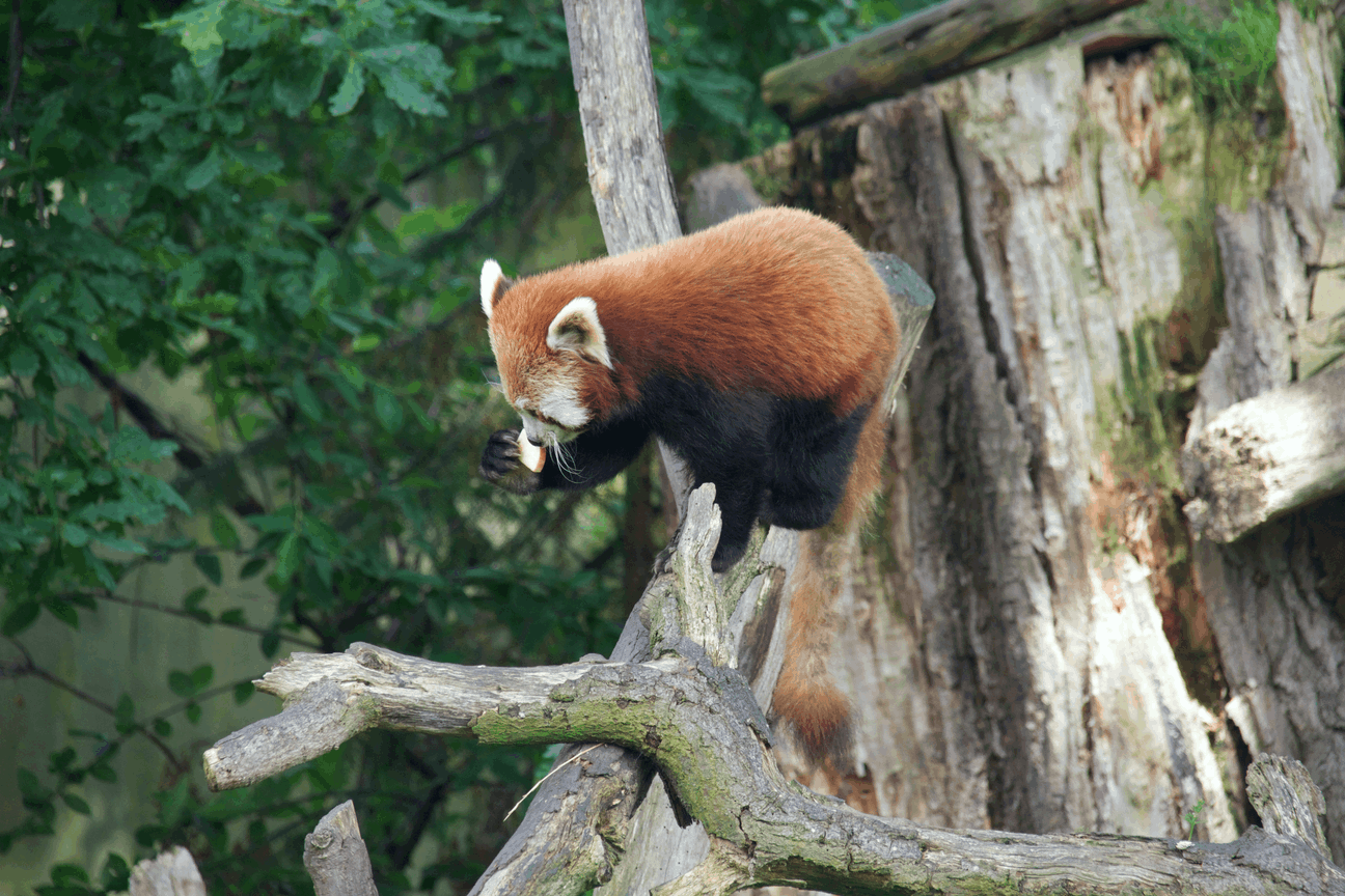 The same red panda photo after smart PNG compression