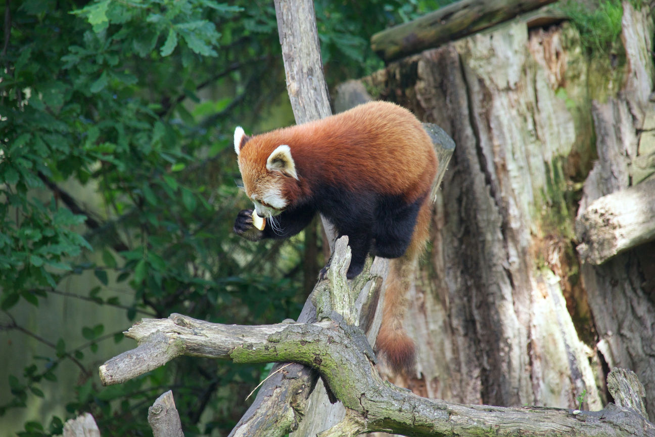 Original PNG sample of a red panda on a tree